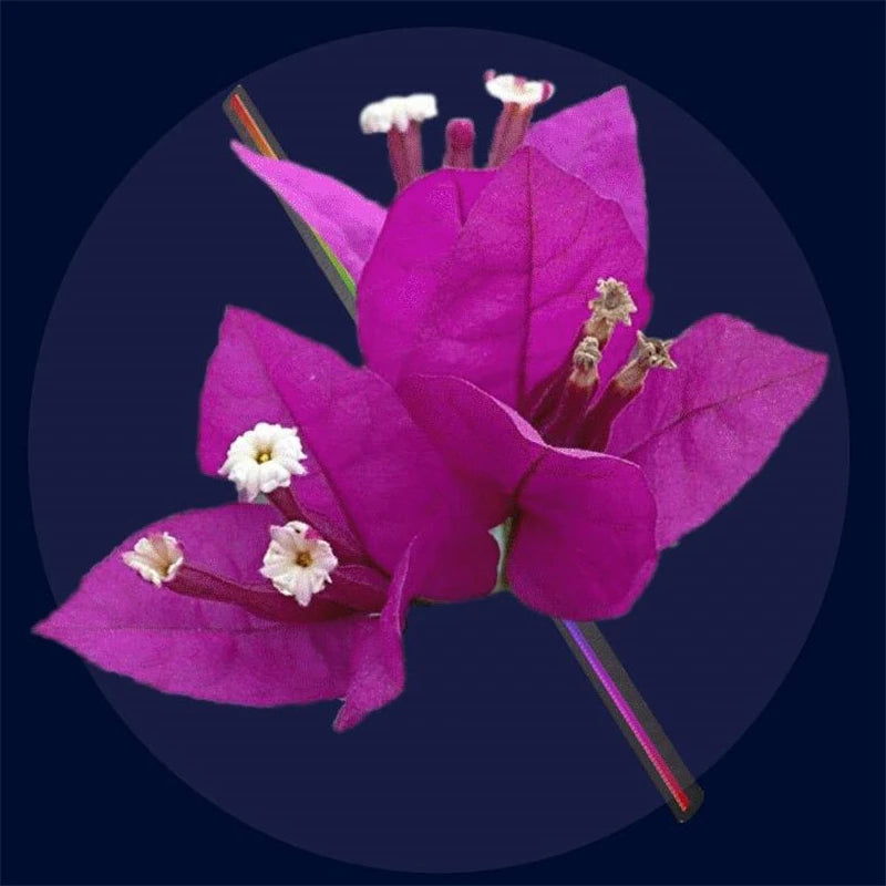 Projecteur Hologramme WiFi 3D Panneau LED - Décoration Fête Mariage Noël DIY